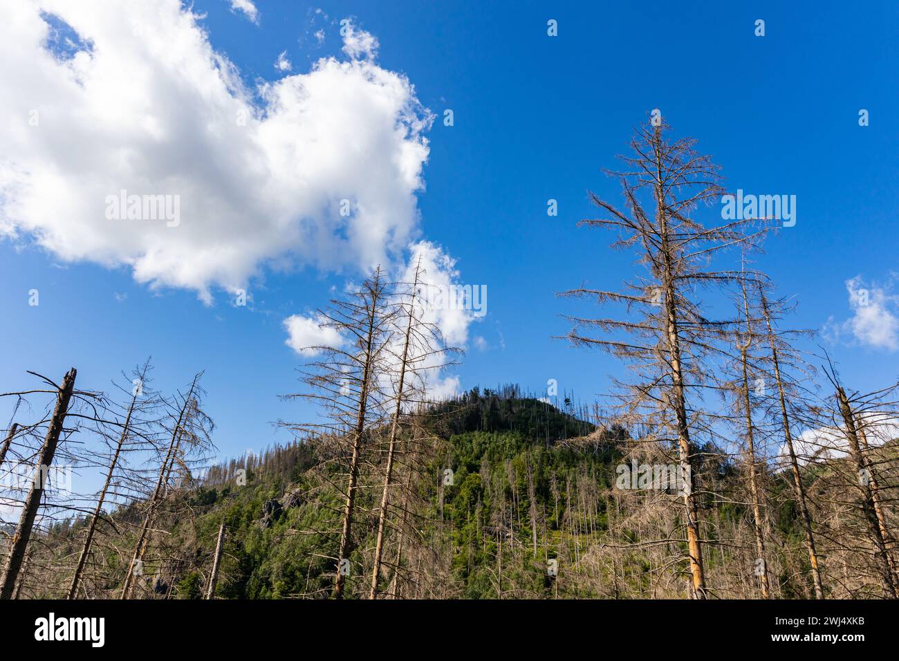 Escursioni nella Oker Valley Harz Foto Stock