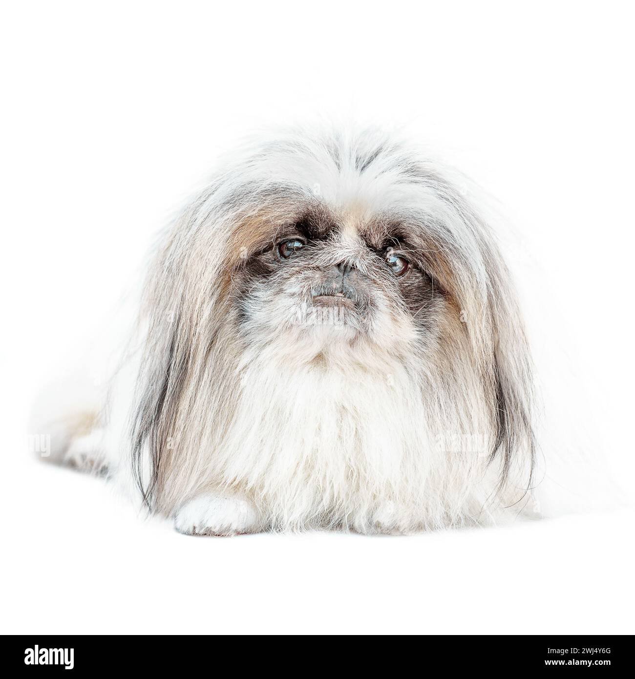 Un cane pekingese isolato su sfondo bianco Foto Stock
