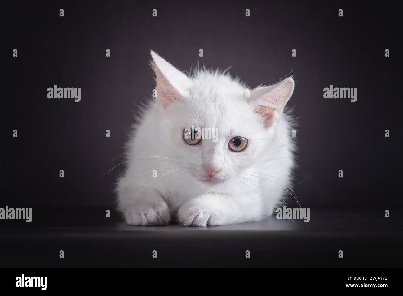 Gattino bianco spaventato su sfondo nero Foto Stock