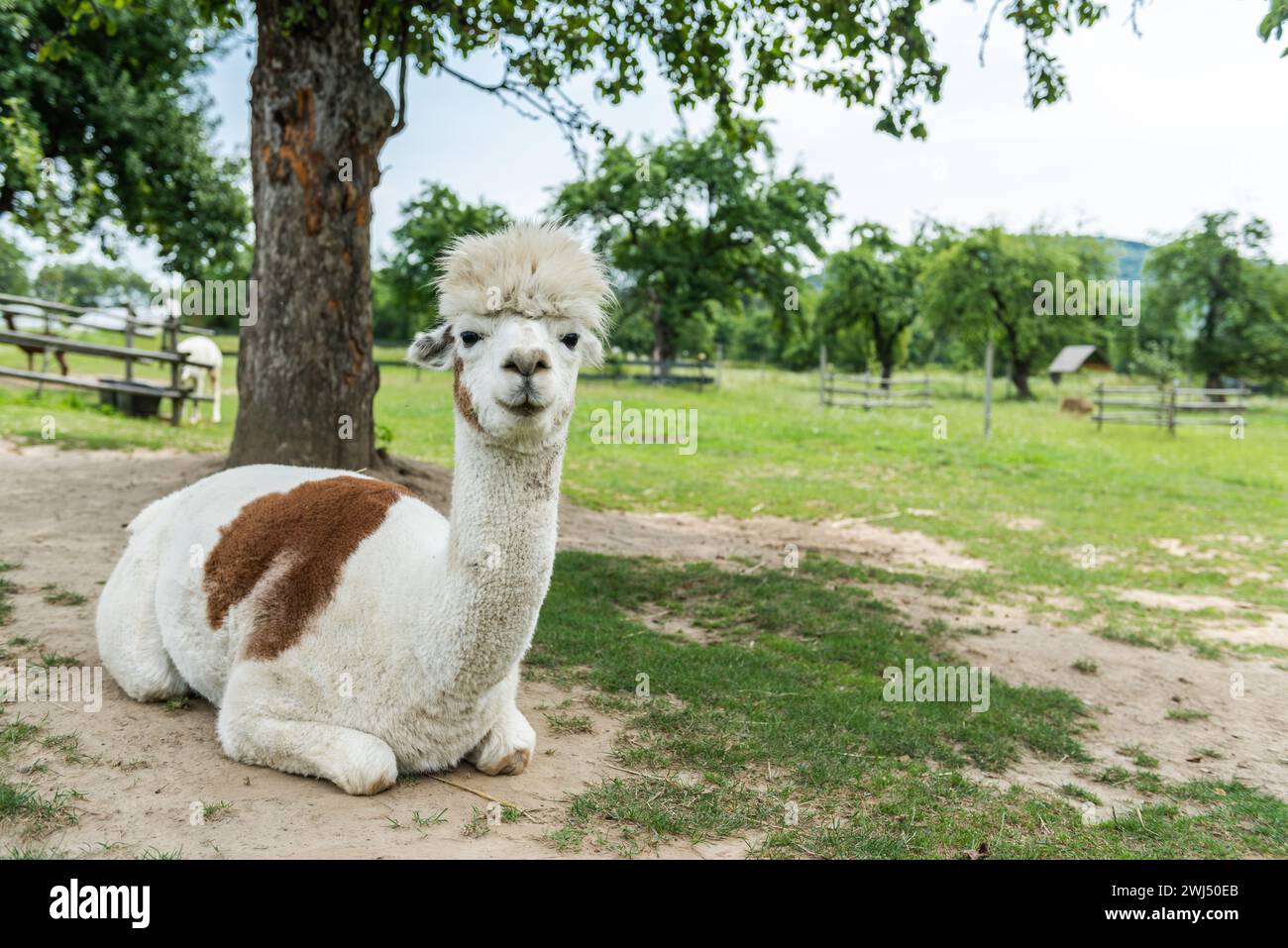 Alpaca nel ranchin all'aperto nella Polonia meridionale durante il sole del giorno estivo Foto Stock