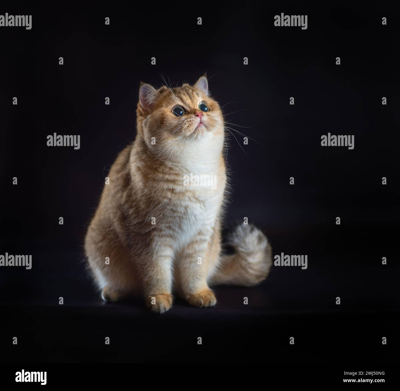 Gatto britannico shorthair seduto su sfondo nero Foto Stock Gatto britannico shorthair seduto su sfondo nero Foto Stock