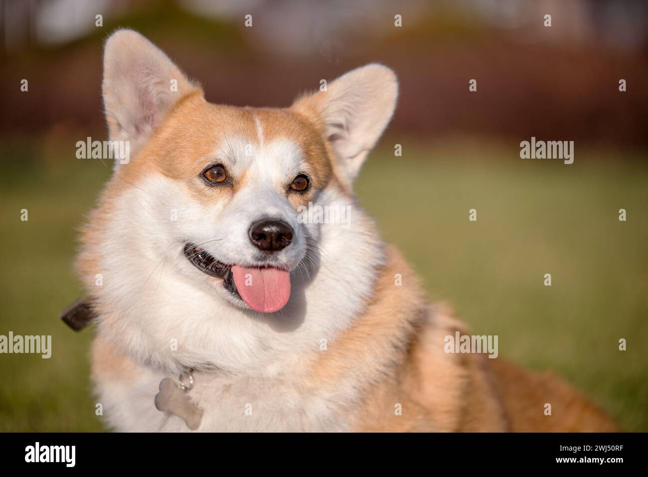 Primo piano ritratto del cane gallese Corgi Pembroke sorridente in un parco in estate Foto Stock