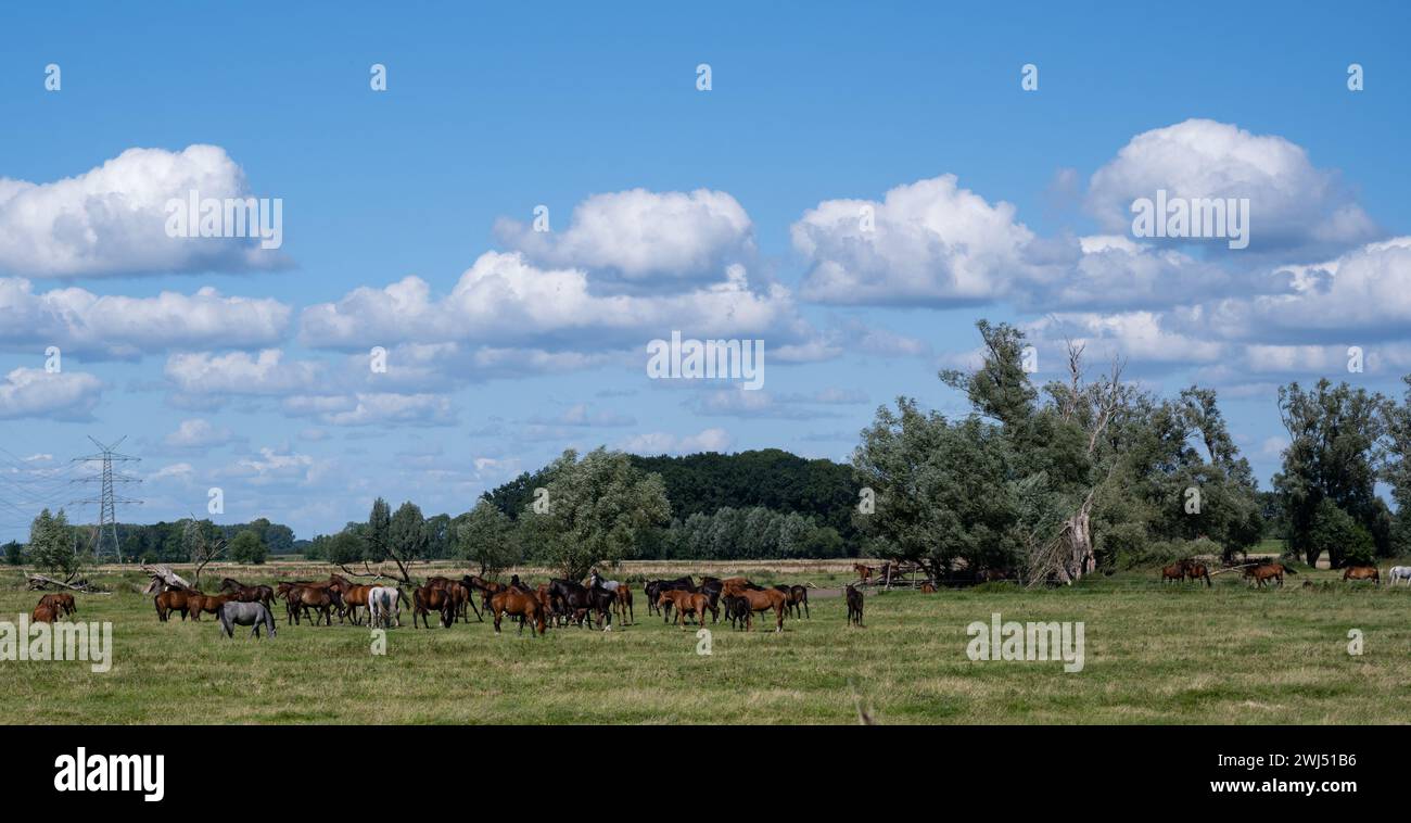 Branco di cavalli che cammina in un prato Foto Stock