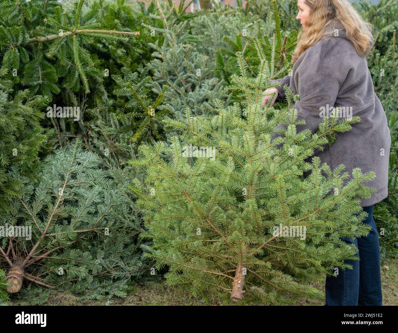 Una donna getta un abete di Natale dopo la festa di Natale Foto Stock