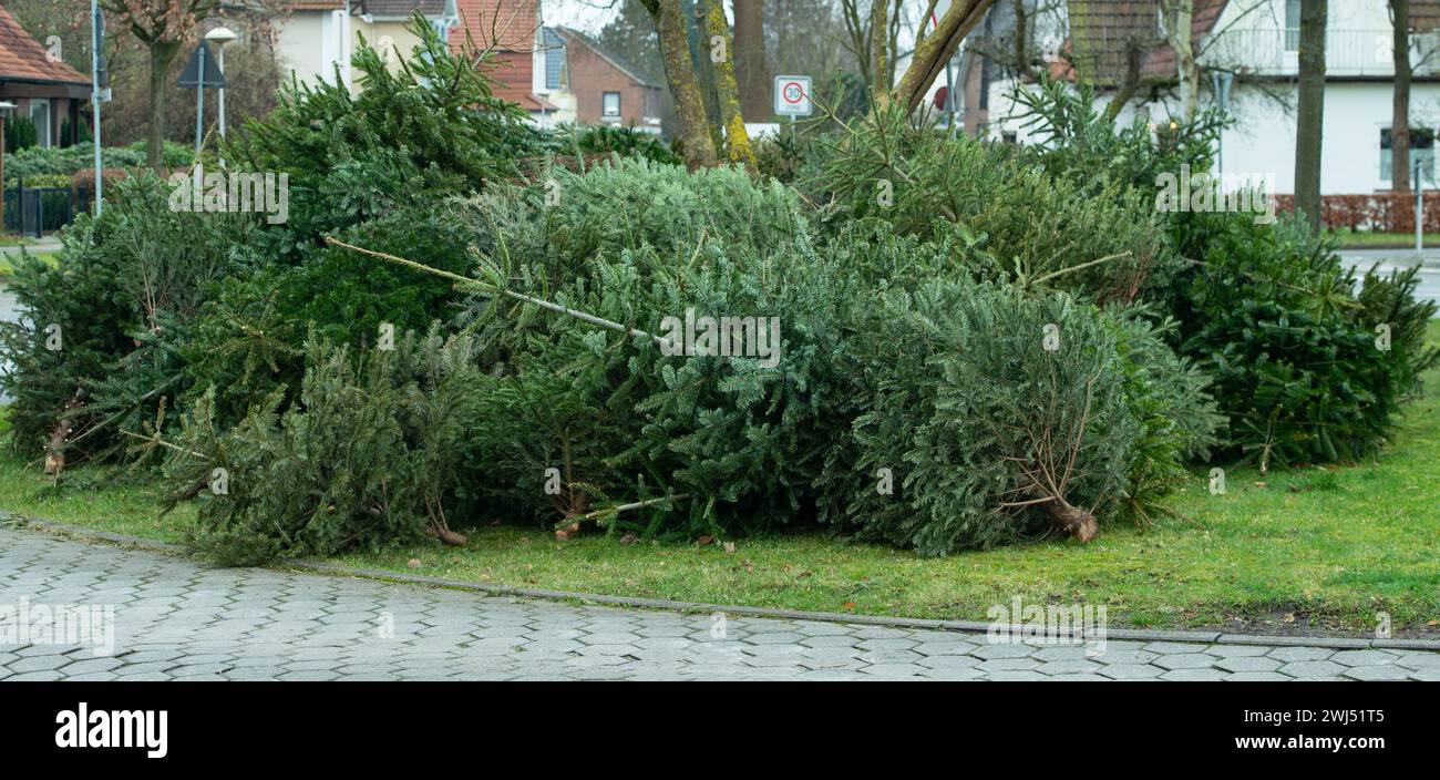 Smaltimento dell'albero di Natale dopo Natale, smaltimento dei rifiuti Foto Stock