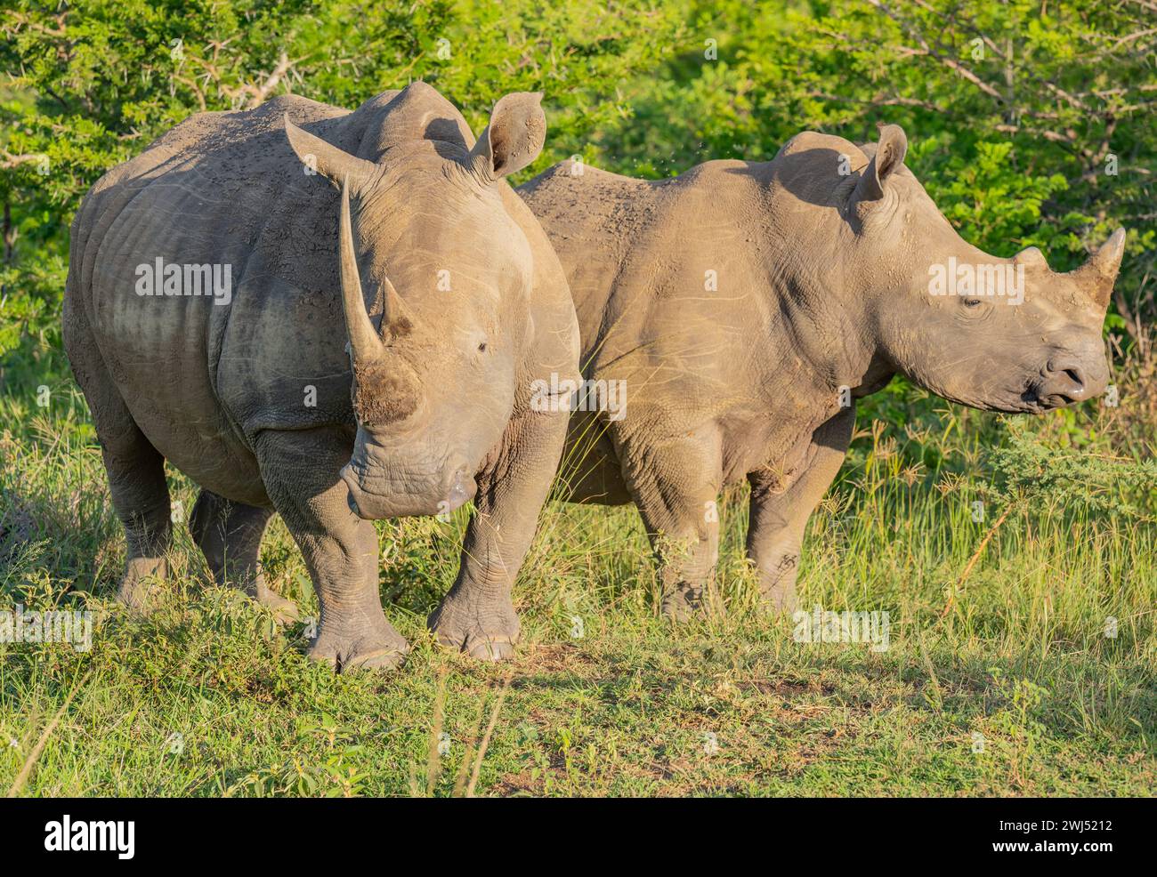 Rhino nel Parco Nazionale di Hluhluwe in Sudafrica Foto Stock