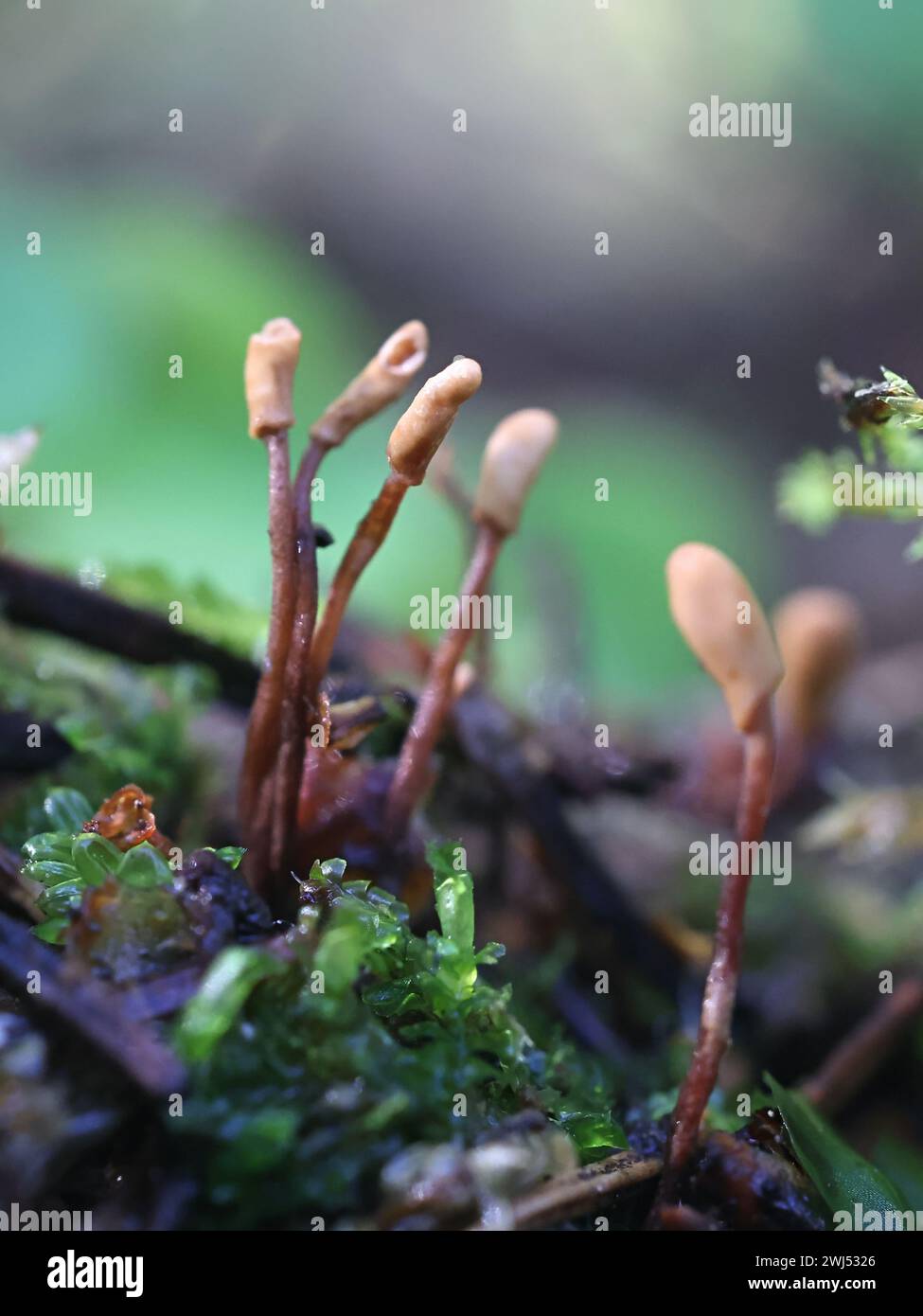 Heyderia abietis, un fungo che cresce sugli aghi di abete rosso in Finlandia, nessun nome inglese comune Foto Stock