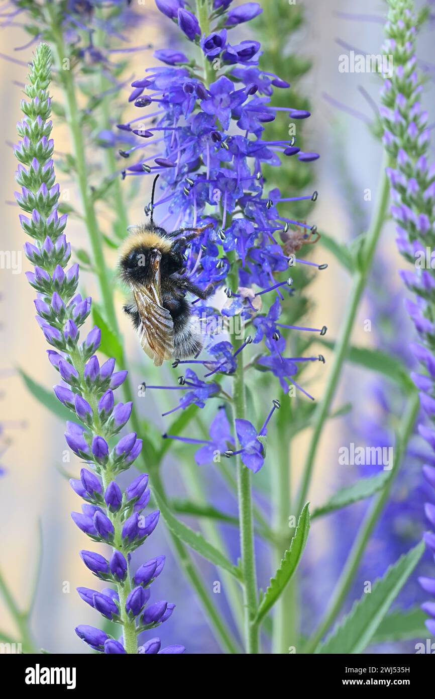 Spiked Speedwell, Veronica spicata, e bumblebee dalla coda bianca, Bombus lucorum Foto Stock