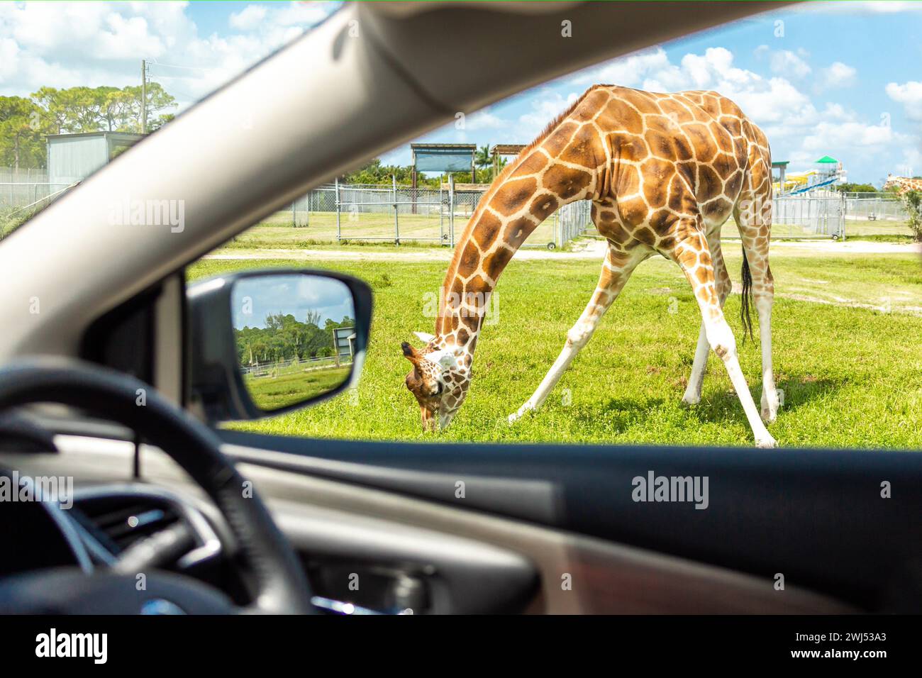 Vista dall'auto sulla giraffa in auto attraverso lo zoo safari Foto Stock