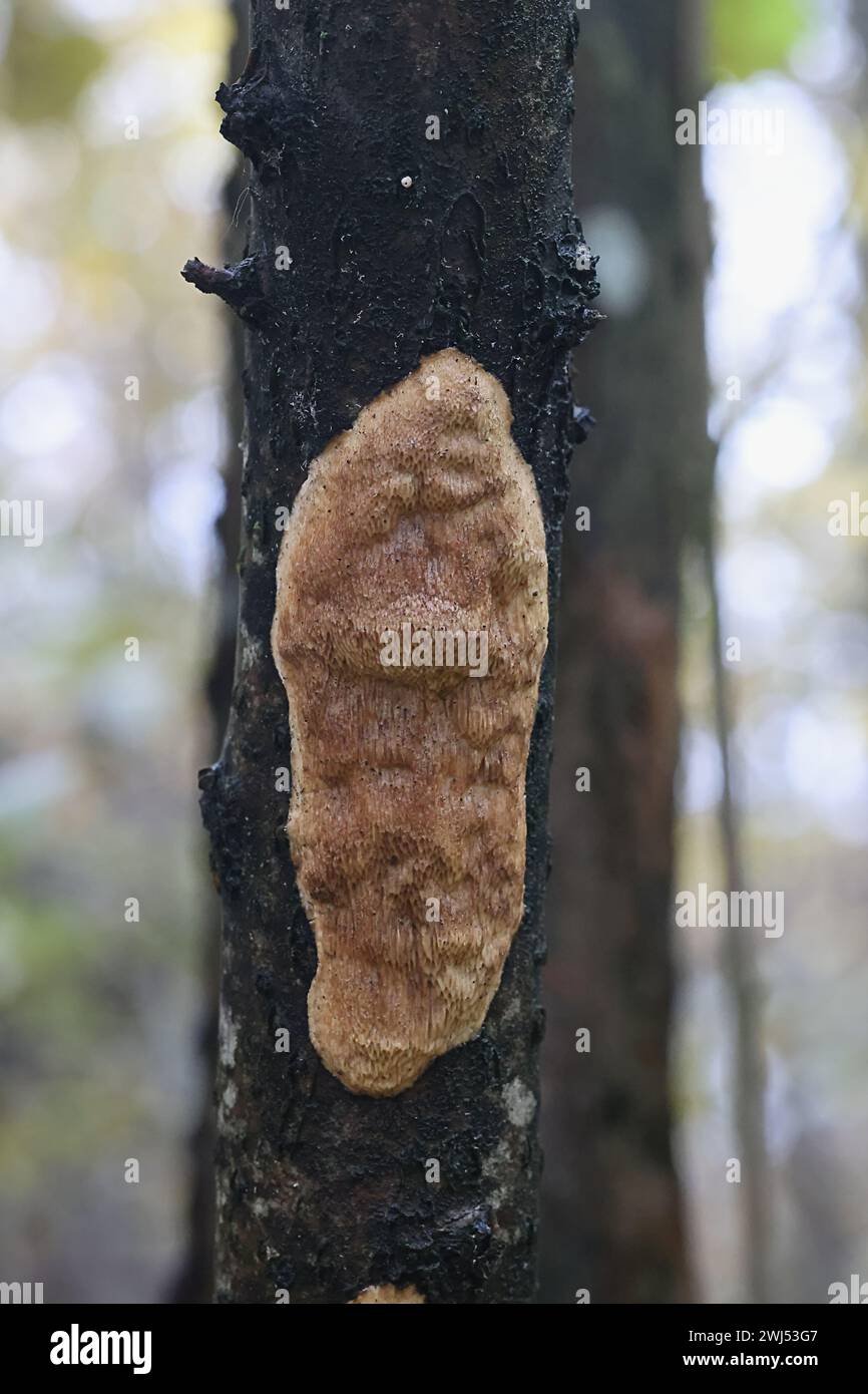 Dichomitus campestris, chiamato anche Polyporus campestris, comunemente noto come Hazel porecrust, fungo selvatico dalla Finlandia Foto Stock