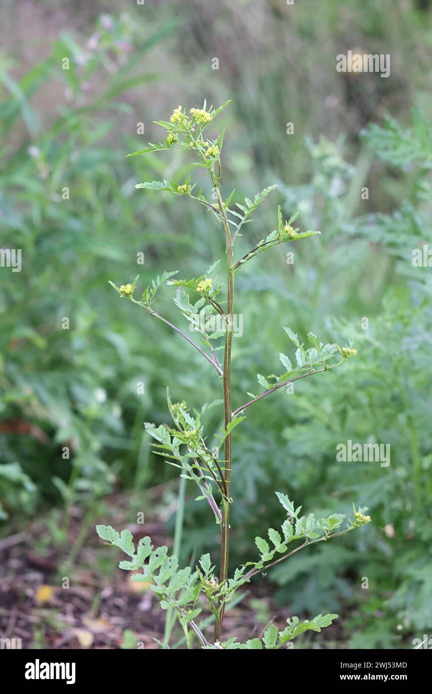 Marsh Yellowcress, Rorippa palustris, noto anche come Bog Yellow-Cress o Marsh Yellow Cress, pianta da fiore selvatica della Finlandia Foto Stock