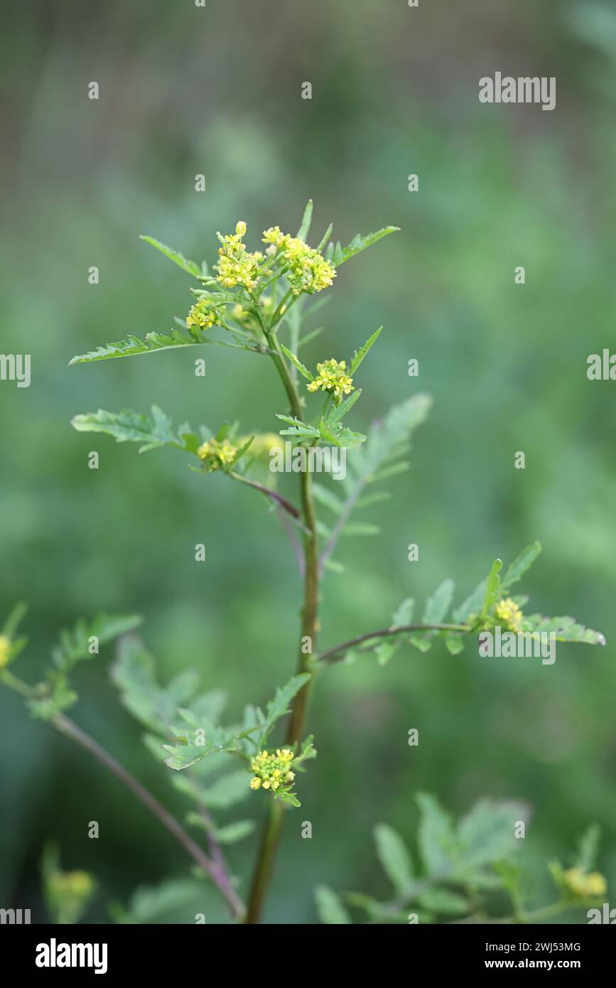 Marsh Yellowcress, Rorippa palustris, noto anche come Bog Yellow-Cress o Marsh Yellow Cress, pianta da fiore selvatica della Finlandia Foto Stock