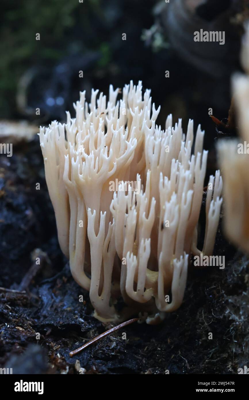 Ramaria concolor, chiamato anche Ramaria stricta var. Fungo corallino che cresce sull'abete rosso in Finlandia, nessun nome inglese comune Foto Stock