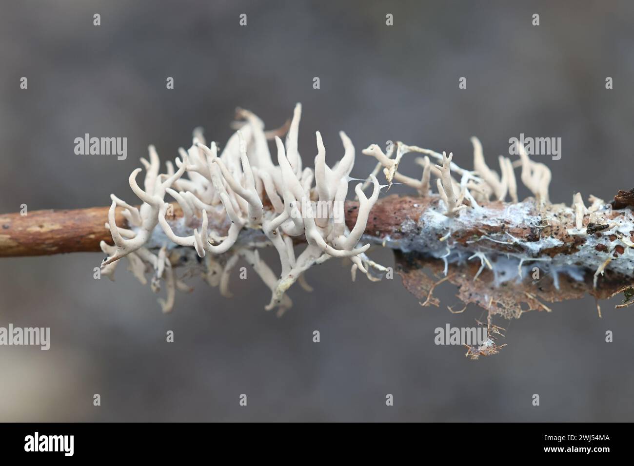 Lentaria byssiseda, un fungo corallino finlandese, nessun nome inglese comune Foto Stock