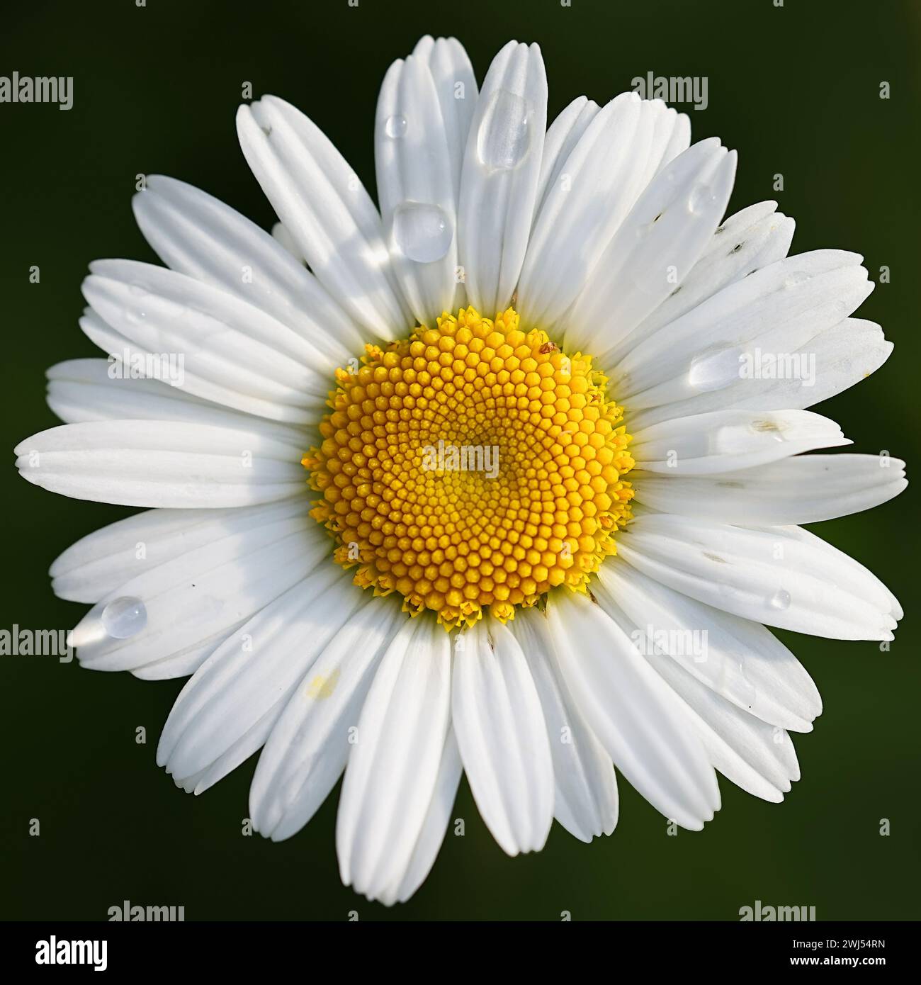 Margherita OX-Eye, Leucanthemum vulgare, nota anche come margherita oxeye o margherita di cane, pianta in fiore selvatica dalla Finlandia Foto Stock