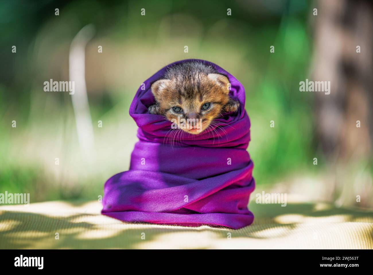 Il cucciolo neonato è avvolto in un panno viola Foto Stock