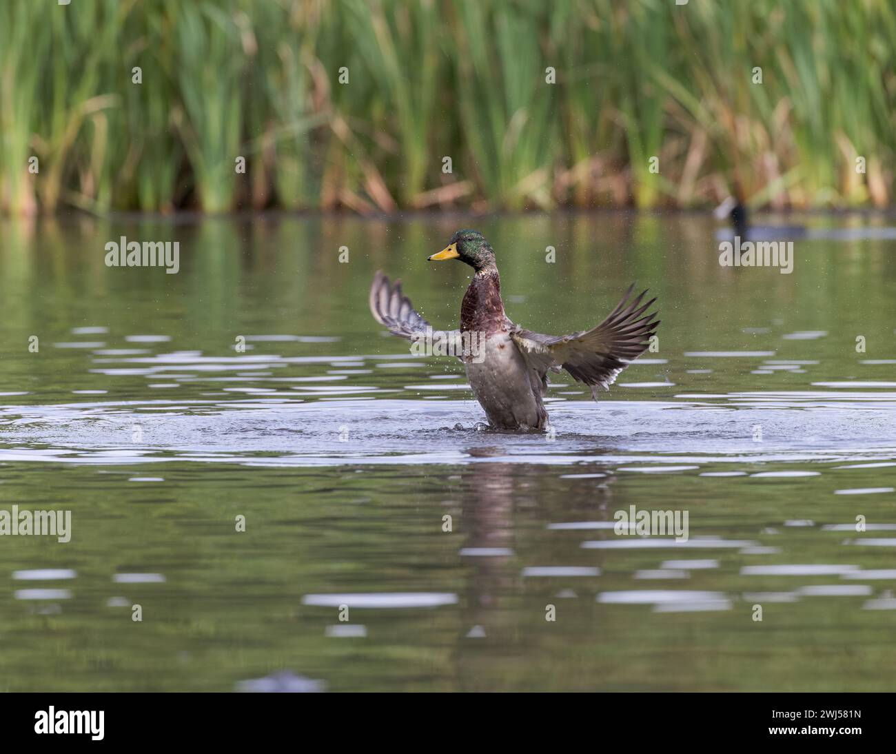 Anatra di Maiard [ Anas platyrhynchos ] che si schizza su uno stagno con le ali sporgenti Foto Stock
