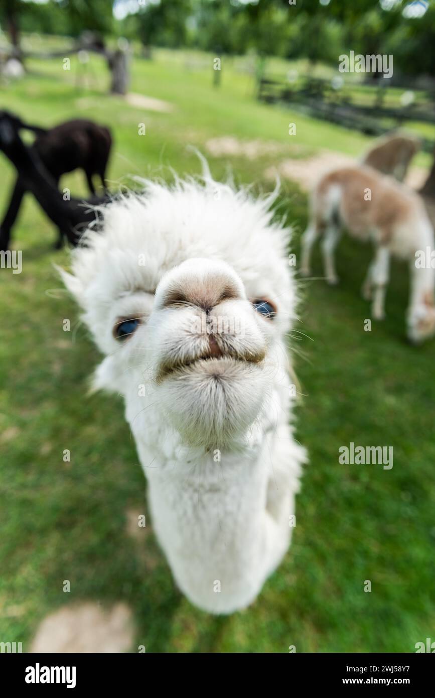 Ritratto di primo piano con faccia divertente di Alpaca, con divertenti capelli tagliati in un ranch all'aperto Foto Stock