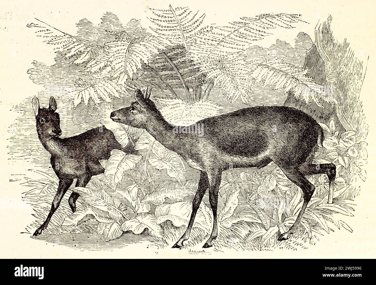 Cervo amazzonico nella foresta pluviale, uno di profilo e un altro che salta dal fitto fogliame della giungla. Pubblicato nel 1878, dagli illustratori di Brehm. Foto Stock