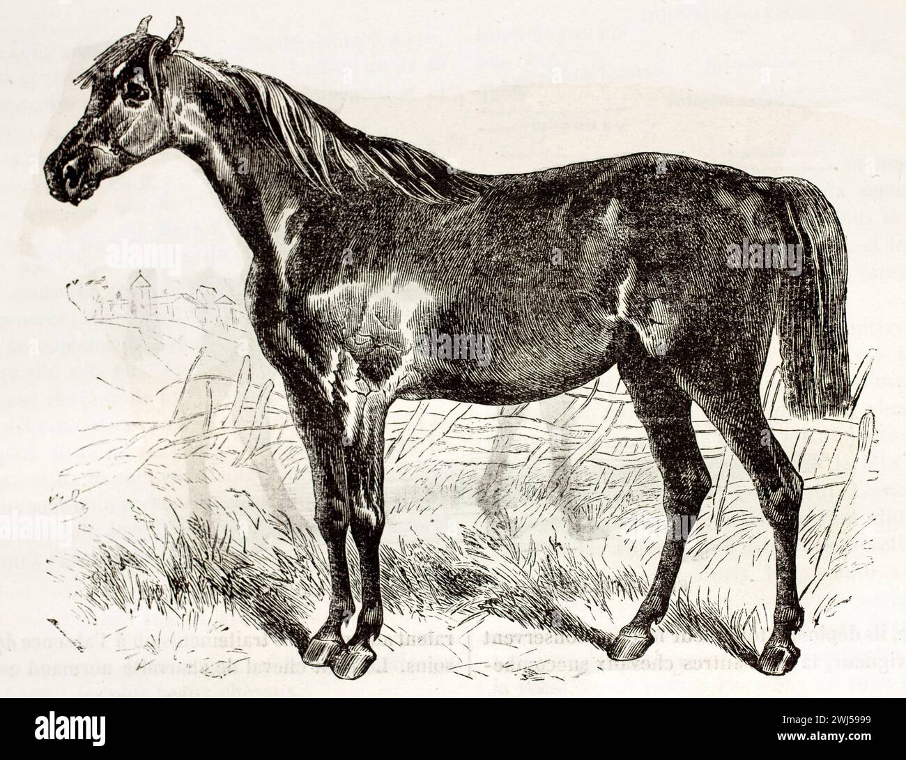Cavallo anglo-normanno in un ambiente di campagna, raffigurato in profilo con un cappotto scuro. Bella illustrazione incisa pubblicata nel 1878 nel lavoro di Brehm. Foto Stock