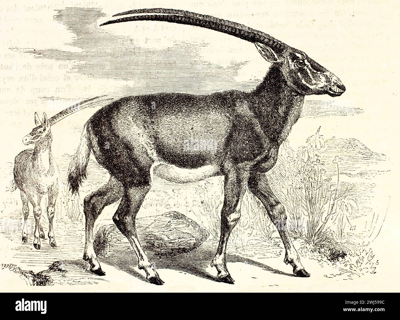 Orice araba con lunghe corna dritte viste di profilo, ambientato in una scena simile a un deserto. Illustrazione originale incisa dal lavoro zoologico di Brehm del 1878. Foto Stock