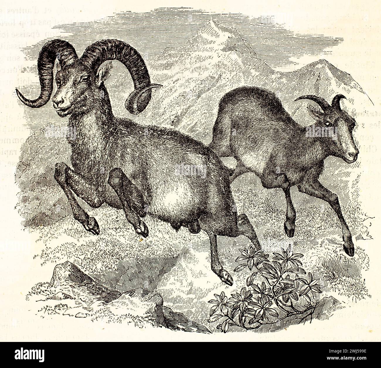 Gli arieti di Argali raffiguravano un salto a metà su terreni rocciosi, mostrando corna curve e una postura agile. Illustrazione originale incisa pubblicata nel 1878 da Brehm. Foto Stock