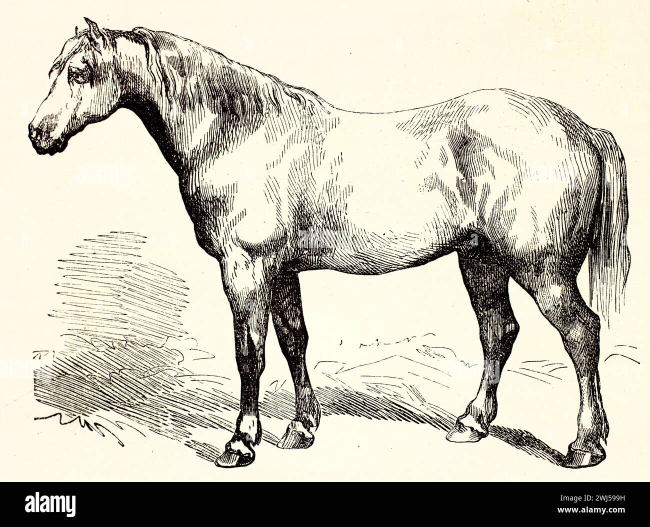 1878 illustrazione incisa di un robusto cavallo Boulonnais di profilo, con un cappotto leggero e una costruzione potente, in piedi su un paesaggio leggermente reso. Foto Stock