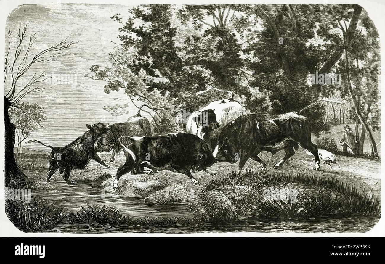 1878 illustrazione di una feroce corrida in un ambiente boscoso, con cinque tori che si scontrano e un uomo che si avvicina per intervenire con il suo cane che abbaiava Foto Stock