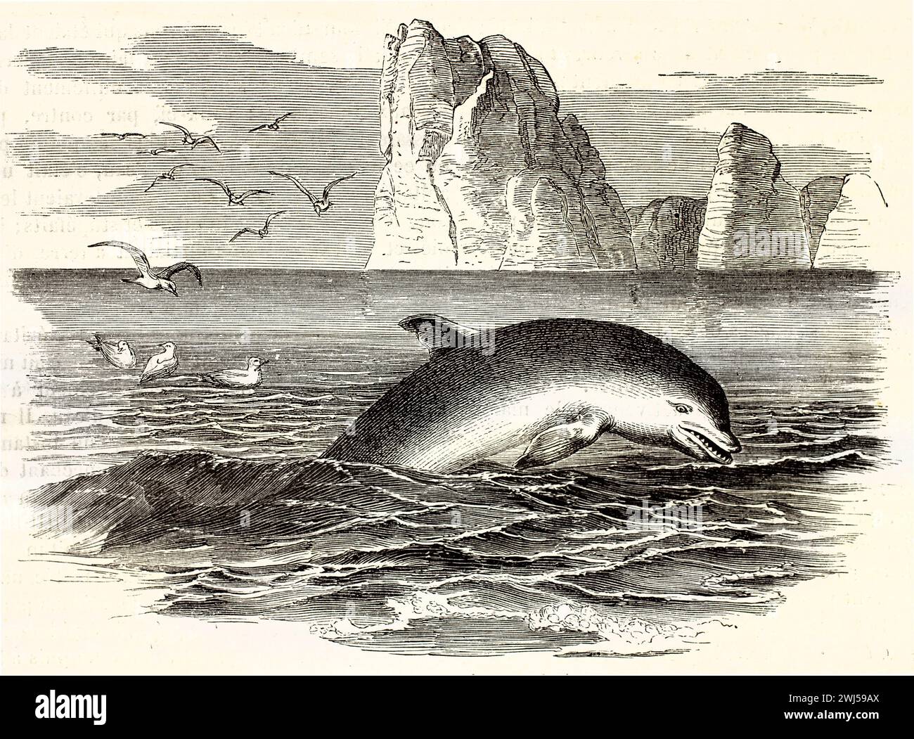 Comune delfino tursiope che salta in un mare turbolento, illustrato nel 1878 con eleganti linework, con uccelli marini e una scogliera rocciosa nel lontano horizo Foto Stock