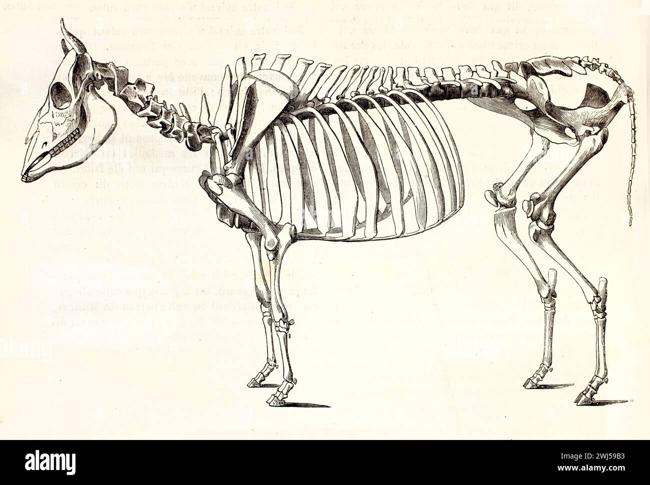 Vista laterale di uno scheletro di mucca isolato su sfondo bianco, incisione anatomica dettagliata dall'atlante zoologico di Brehm, pubblicato nel 1878. Foto Stock