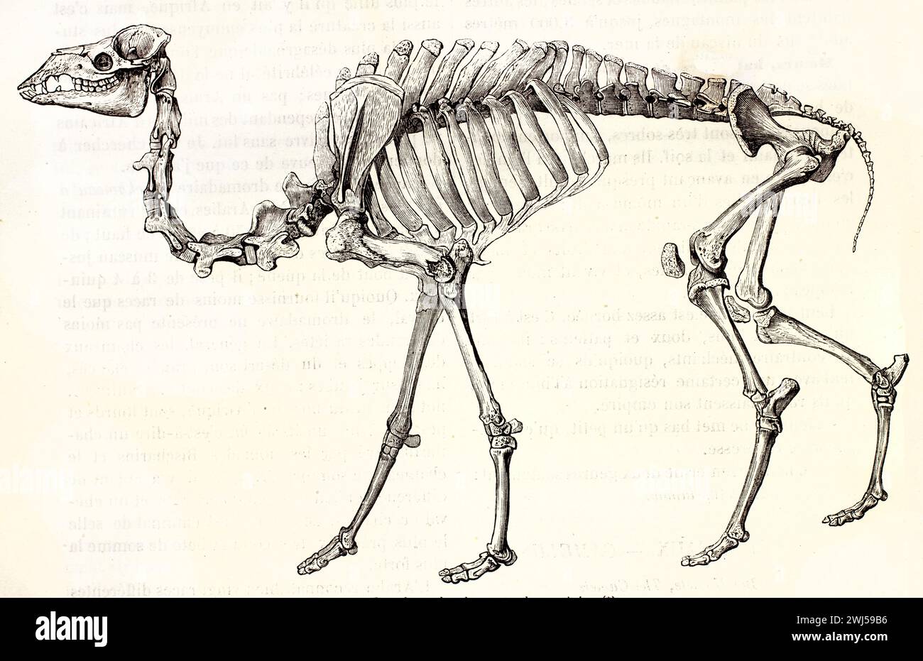 Illustrazione dello scheletro del dromedario, vista laterale in posa per camminare. Studio anatomico da Mammifers di Brehm, pubblicato nel 1878 con chiari dettagli scheletrici. Foto Stock