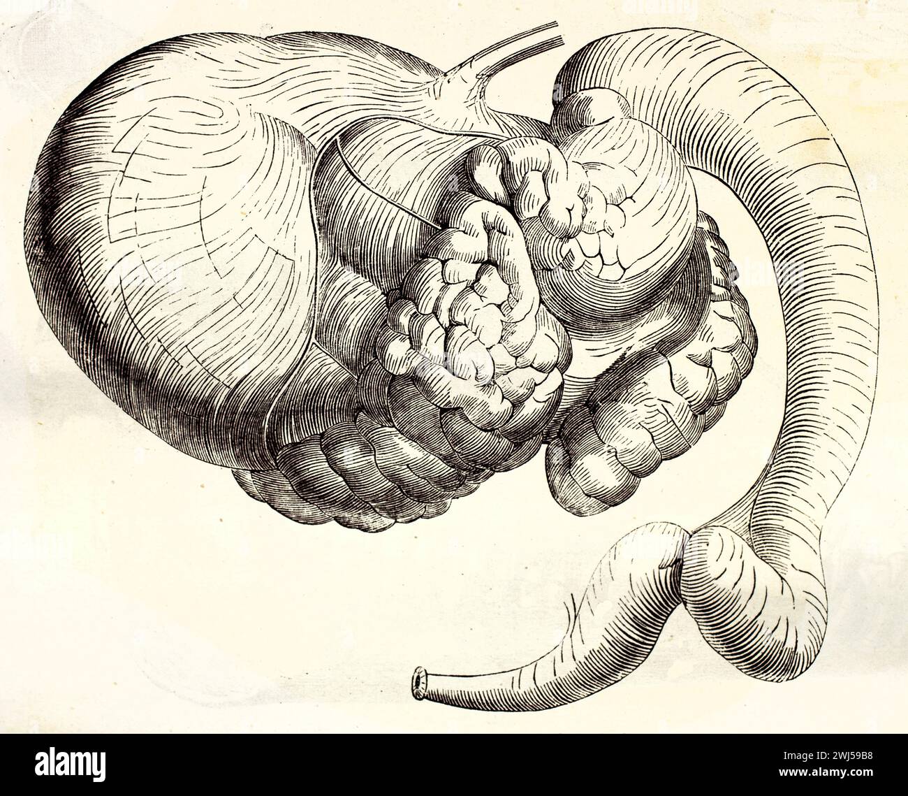 Illustrazione anatomica incisa dello stomaco dromedario, evidenziando la struttura interna e le camere digestive. Da Brehm's atlas, 1878. Foto Stock