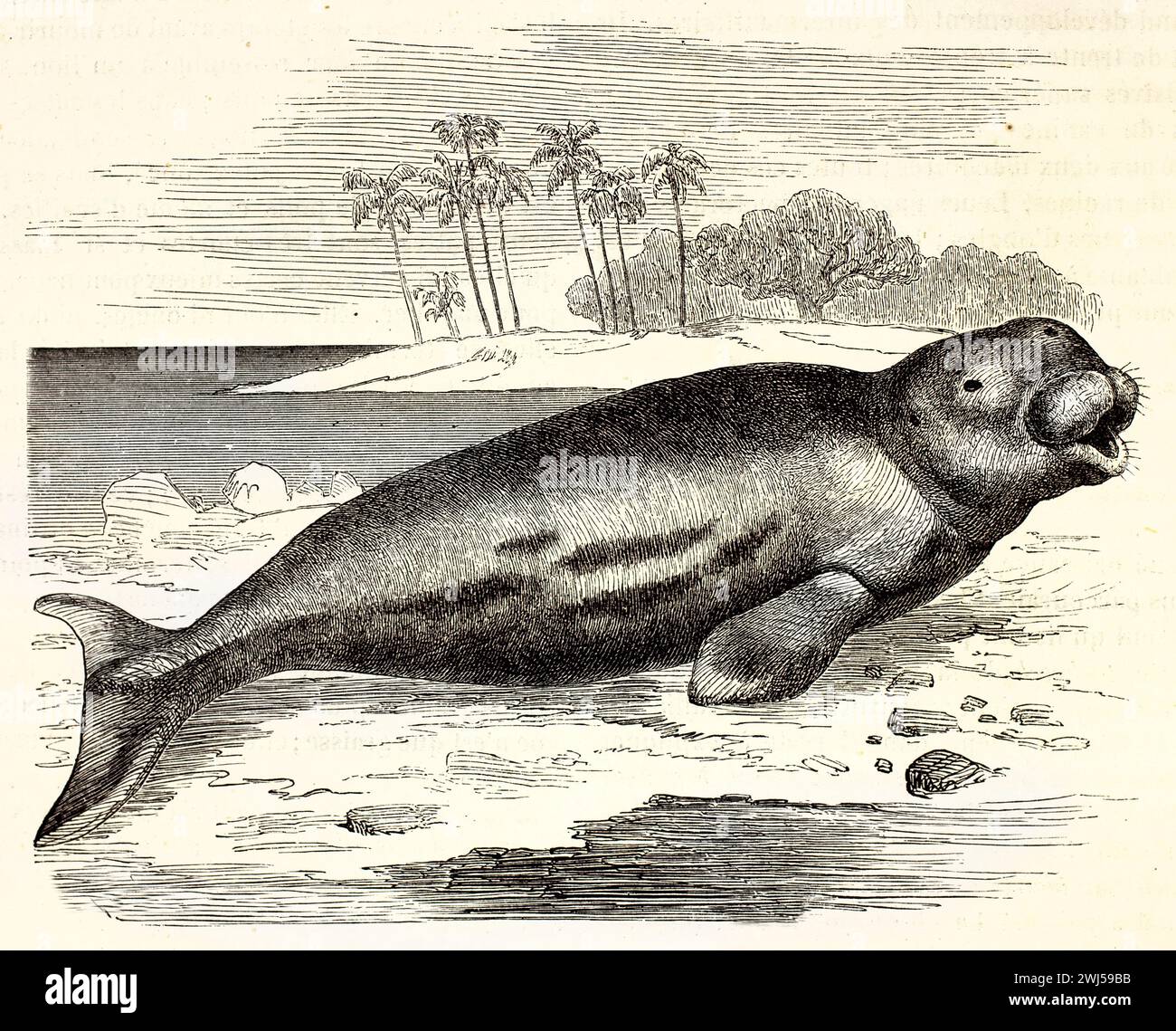Vecchia illustrazione incisa di Dugong (Dugong dugon), arenata su una spiaggia tropicale con palme e mare sullo sfondo. Pubblicato nel 1878. Foto Stock