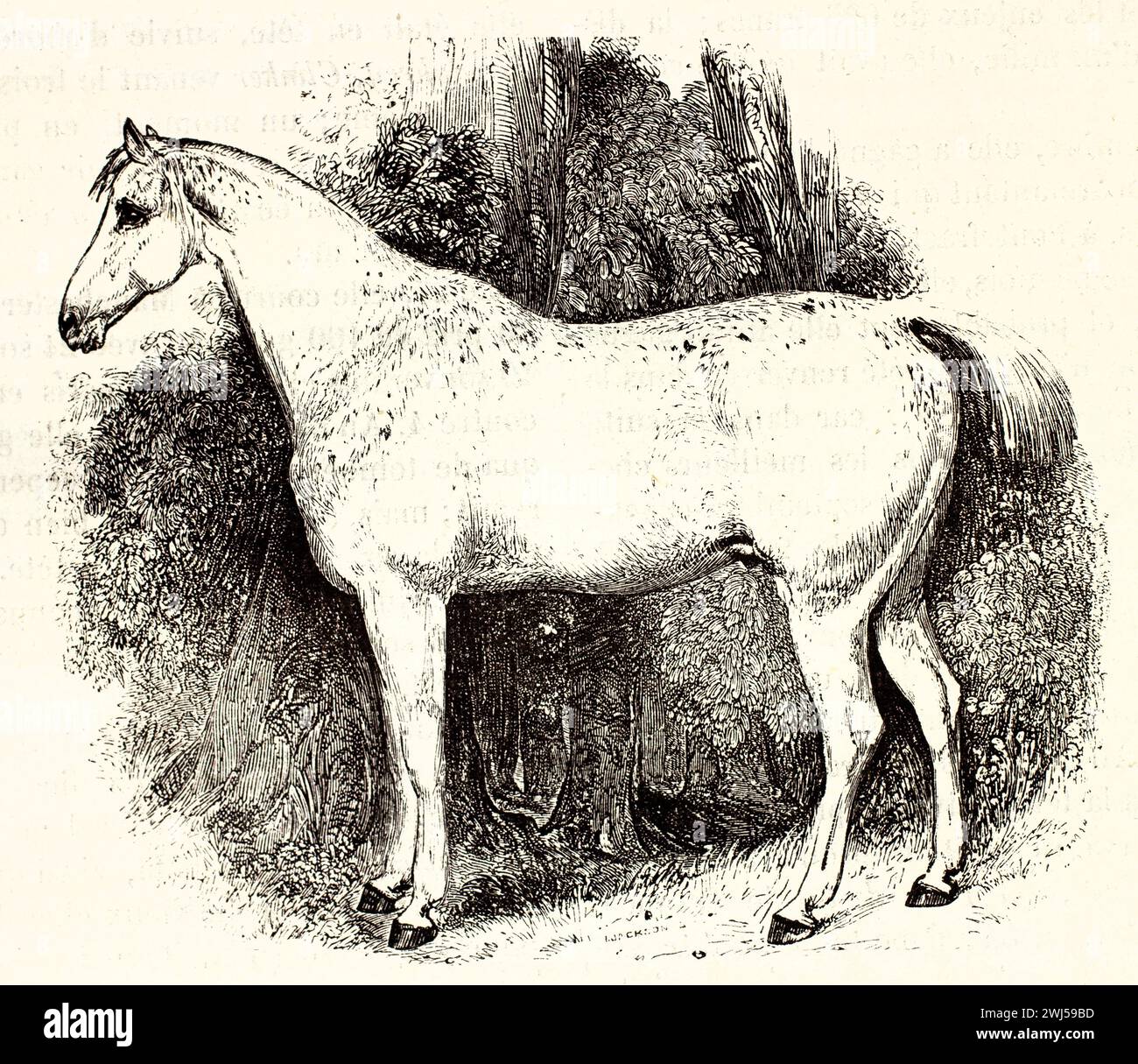 Vecchia illustrazione incisa di un cavallo da cacciatore di campi bianchi, in piedi di profilo davanti a una vegetazione densamente ombreggiata. Pubblicato a Brehm, 1878. Foto Stock