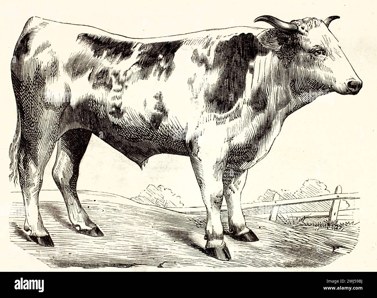 Toro Franche-Comté in un pascolo francese rustico con alberi e recinzione sullo sfondo. Pubblicato nel 1878, inciso da Megnin per Les Mammifères di Brehm. Foto Stock