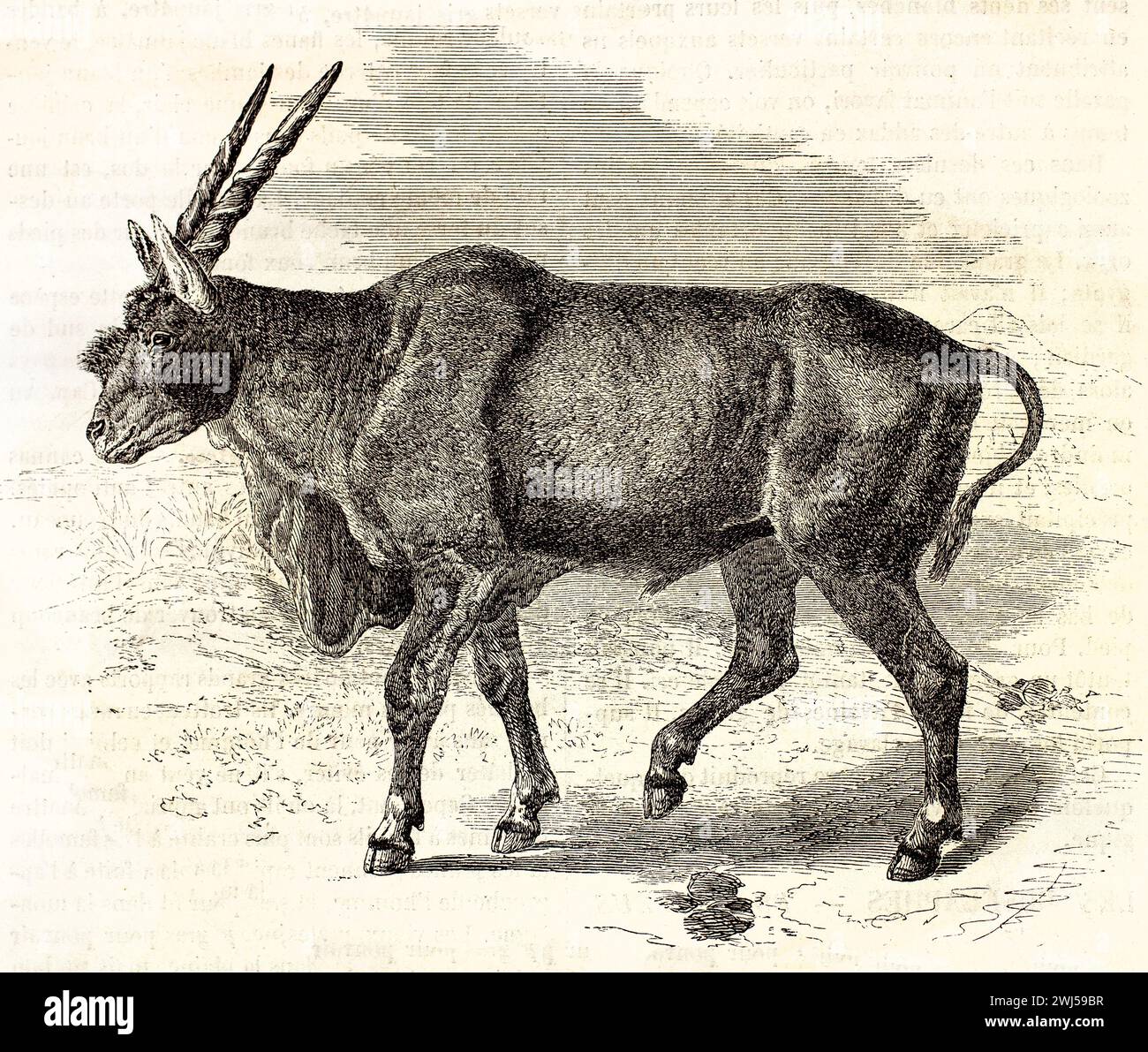 Eland gigante inciso nel 1878, mostrato camminare di profilo con gambe lunghe, corpo robusto e corna a spirale erette. Da Les Mammifères di Brehm. Foto Stock