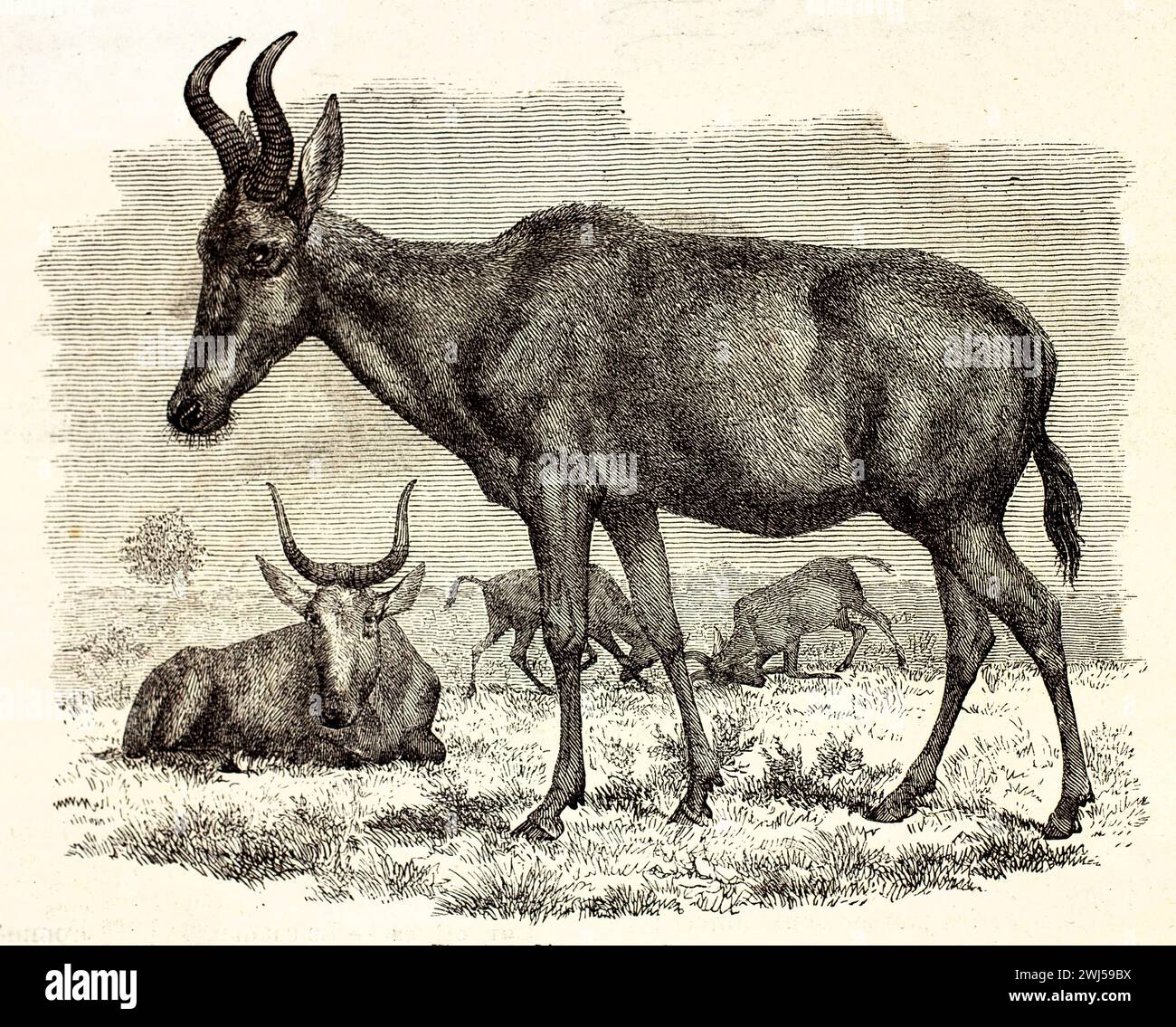 Vecchia incisione di alcelafo, 1878, con corna curve e gambe sottili. Diversi individui riposano e combattono su pianure erbose. Da Mammifères di Brehm. Foto Stock