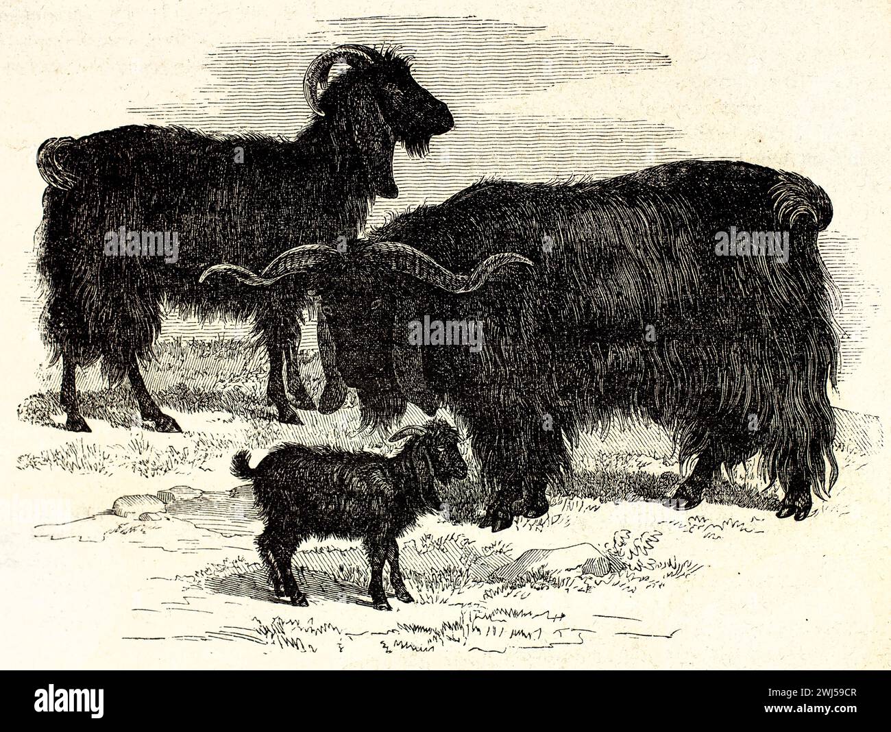 Capre Mamber, maschio, femmina e capretto con cappotti scuri e corna curve, su terreni rocciosi, pubblicato nel 1878 nelle incisioni zoologiche di Brehm. Foto Stock