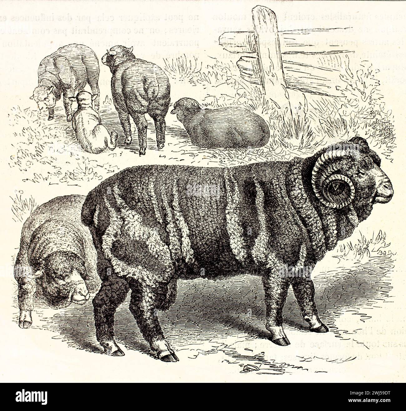 Montoni merino con corna a spirale, una in piedi di profilo e un'altra riposante, in una scena rurale, dalle 1878 illustrazioni zoologiche di Brehm. Foto Stock
