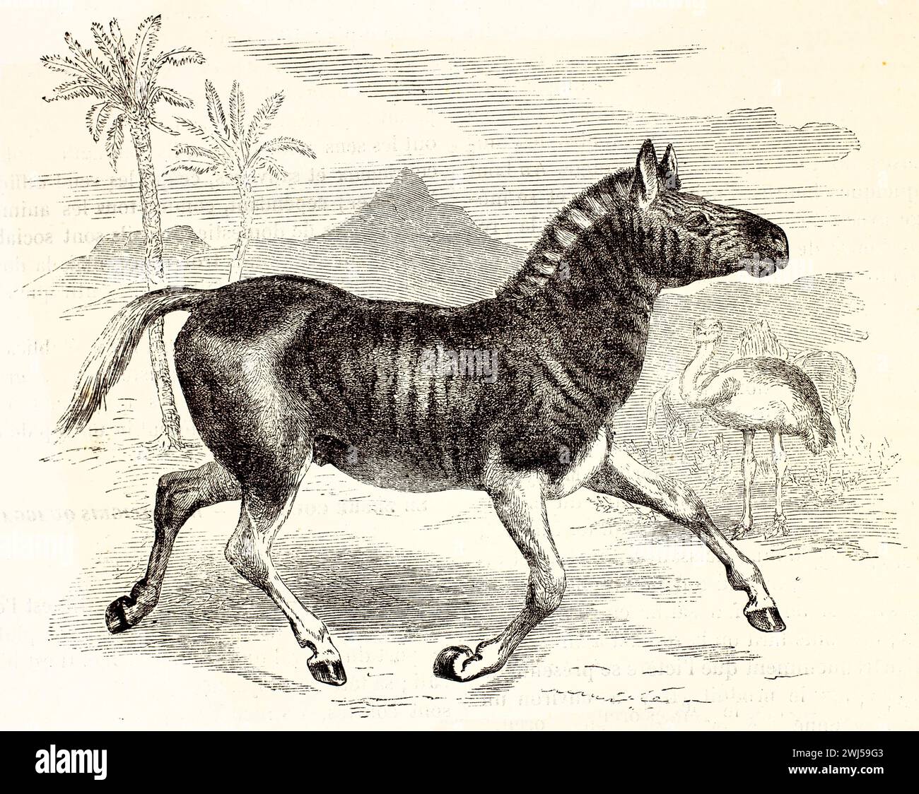 Quagga (Equus quagga quagga), sottospecie di zebra estinta, mostrata in vista laterale con strisce sottili, nel paesaggio africano. Pubblicato nel 1878. Foto Stock
