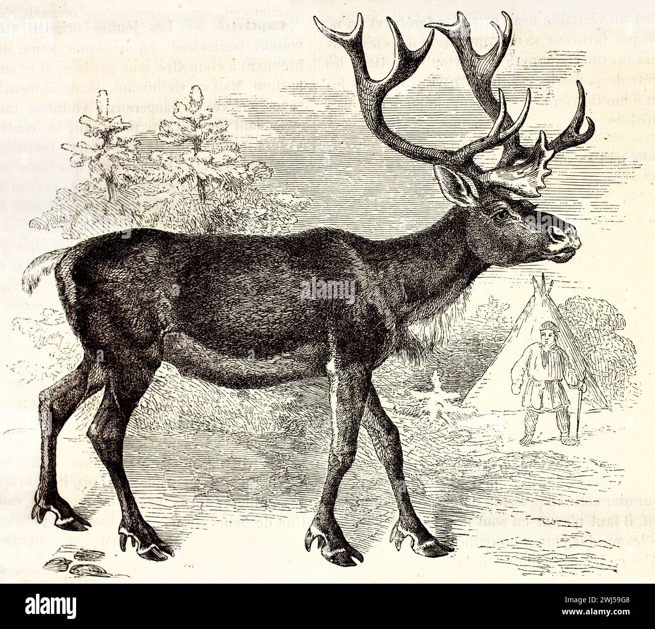 Renna (Rangifer tarandus) con grandi palchi, mostrata in profilo in una foresta nordica con conifere e una figura vicino a una tenda tradizionale. 1878. Foto Stock