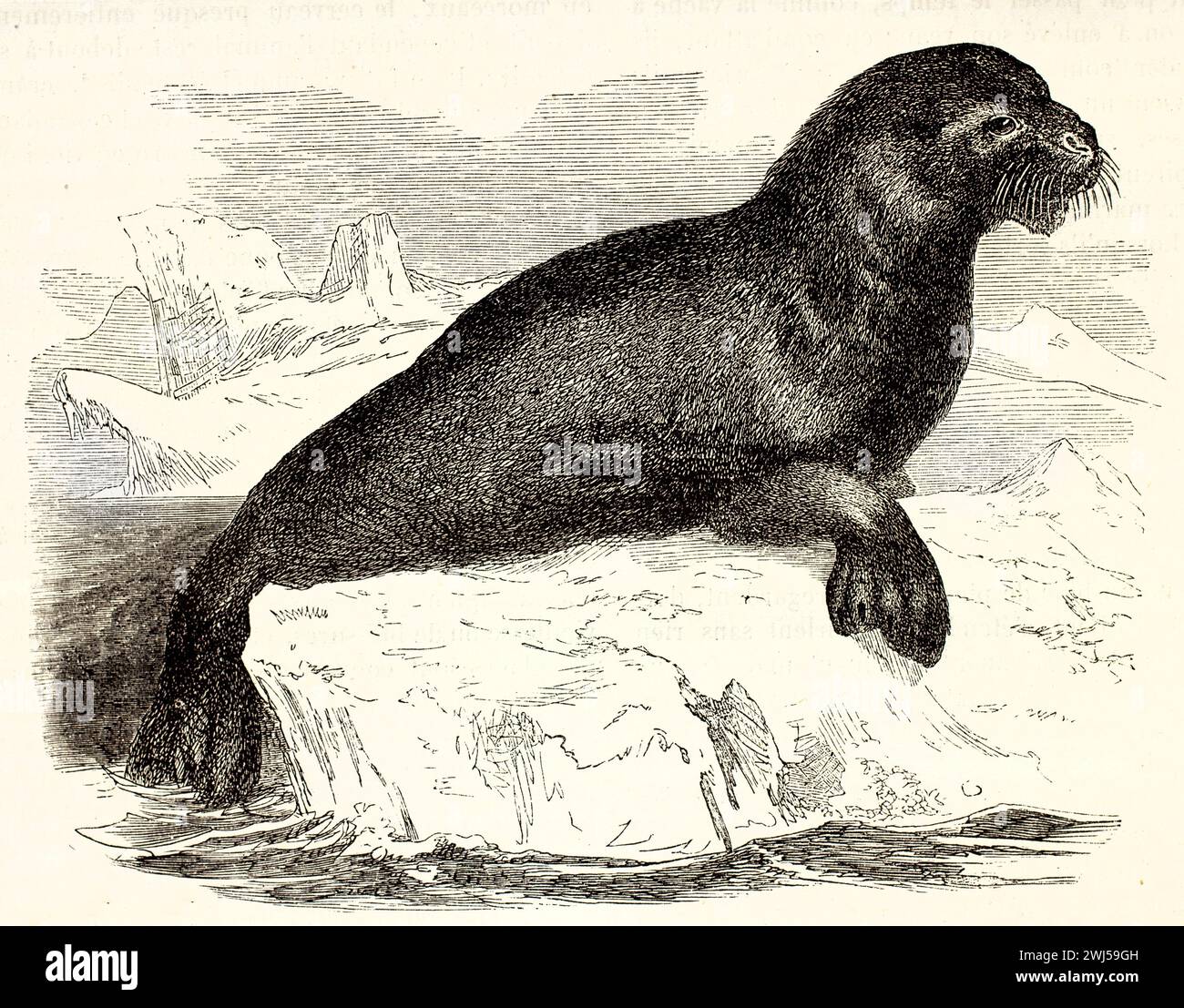 Leone marino sudamericano (Otaria flavescens) che riposa su rocce ghiacciate nell'ambiente marino antartico. Dettagliata incisione storica pubblicata nel 1878. Foto Stock