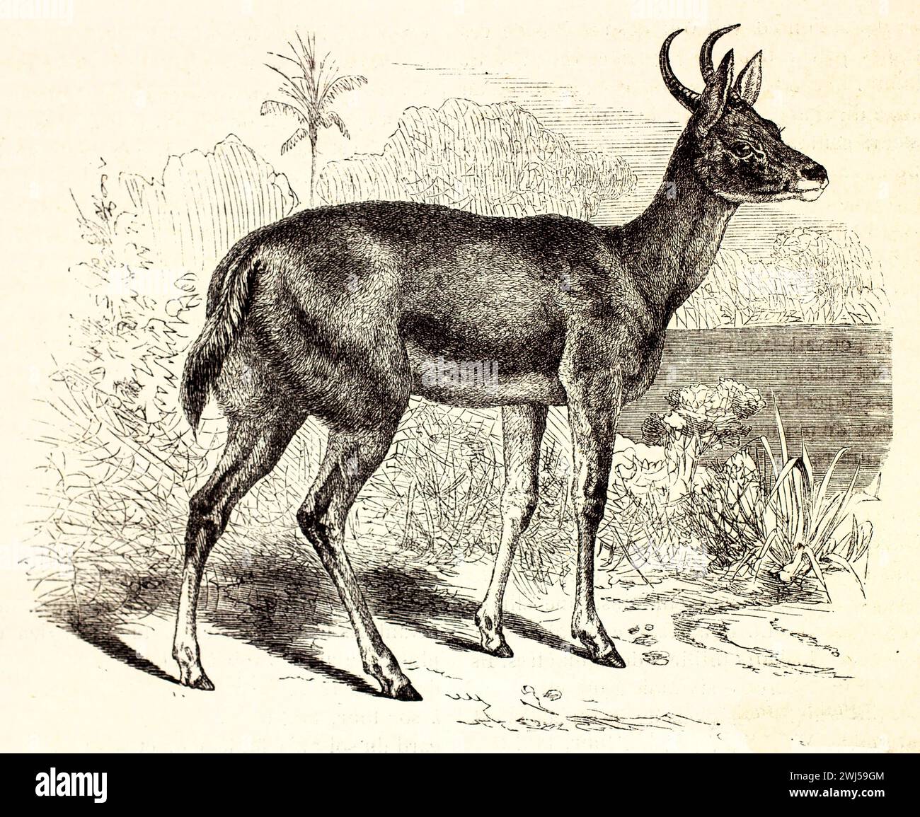 Il reedbuck meridionale (Redunca arundinum) è in allerta nel paesaggio africano con vegetazione sparsa. Antica incisione faunistica pubblicata nel 1878. Foto Stock