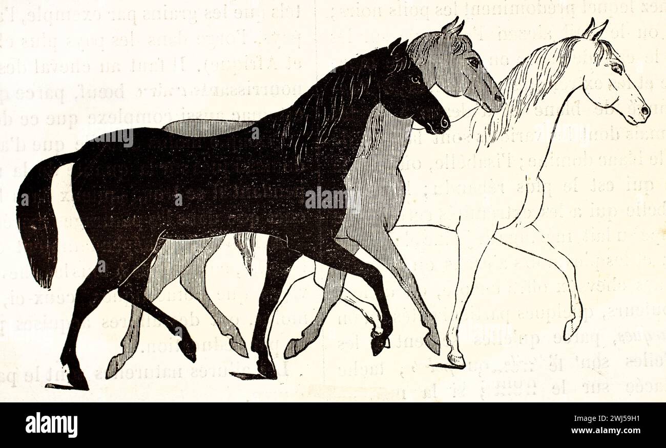Viste laterali sequenziali delle fasi di trotting dei cavalli, che mostrano tre posizioni di andatura distinte. Illustrazione veterinaria antica da Mammifers di Brehm, 1878. Foto Stock