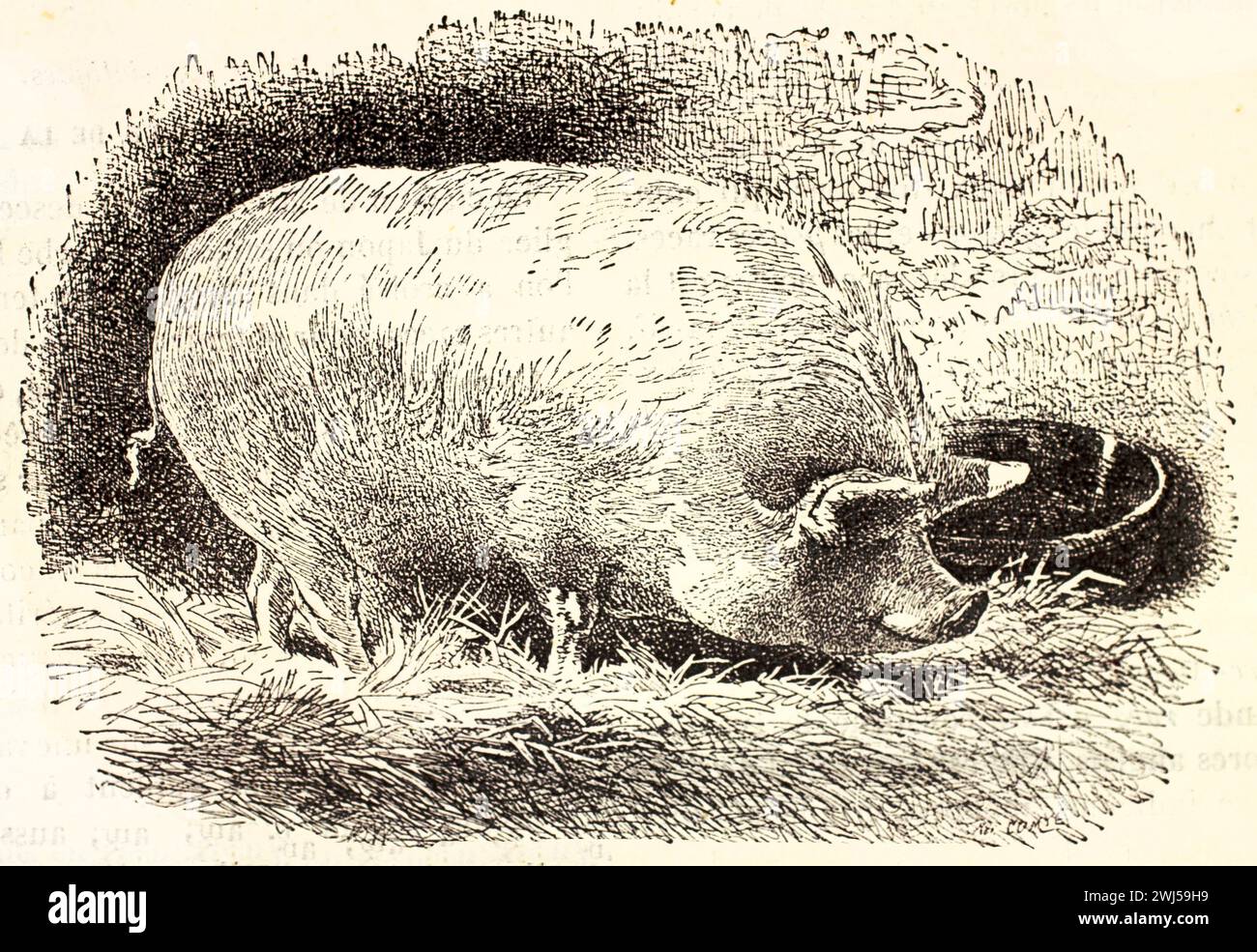 Yorkshire Pig, grande e robusto, che si sta nutrendo nella sua penna. Corpo ovale e gambe corte enfatizzate in questa incisione anatomica del 1878 dei Mammiferi di Brehm. Foto Stock