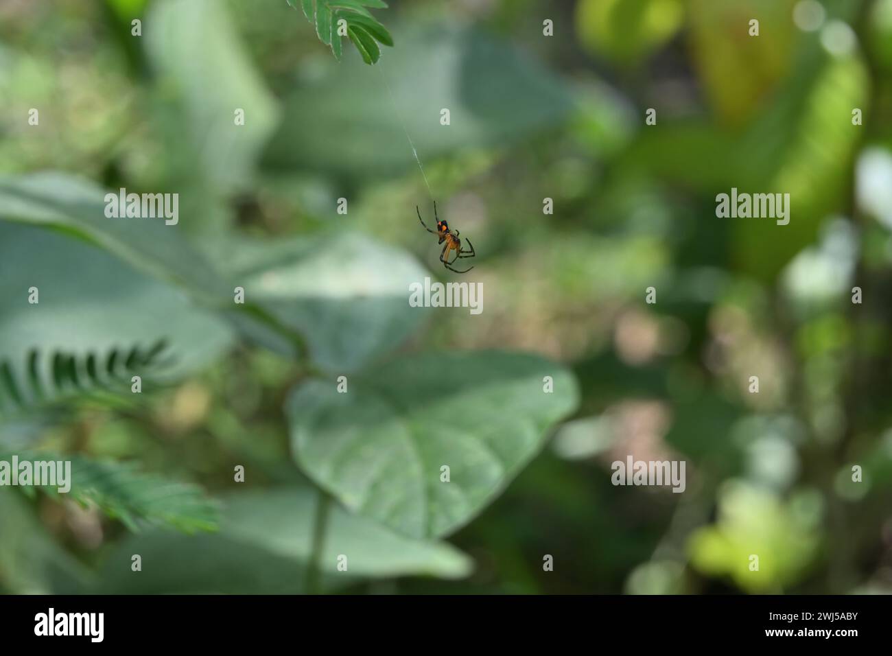 Vista ventrale di un piccolo ragno nero con le esclusive macchie di colore arancione sull'addome. Questo ragno è molto probabilmente un giovane orb di frutteto tessitore spi Foto Stock