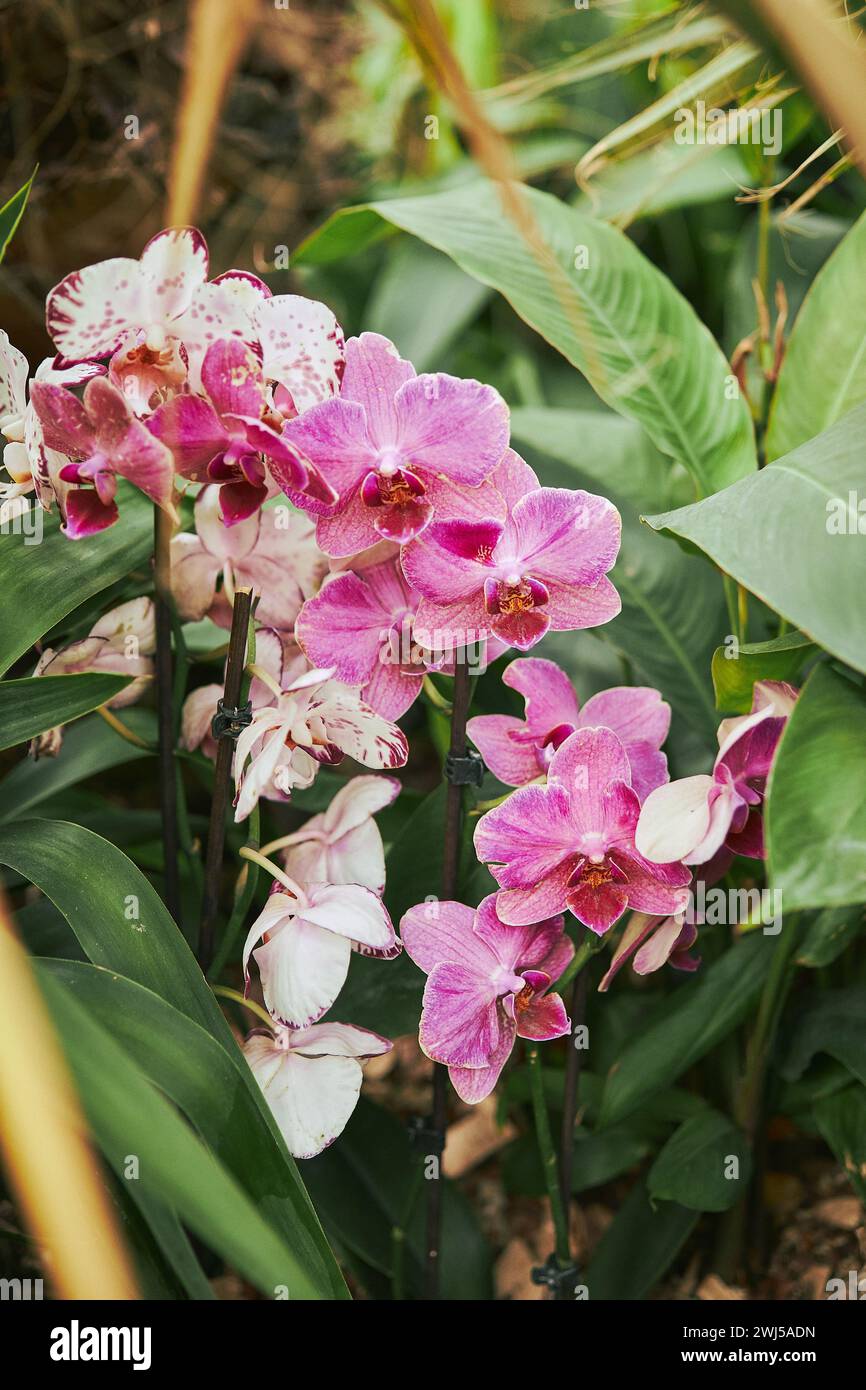 Fiori di orchidea Phalaenopsis rosa in foglie tropicali, concetto di natura Foto Stock