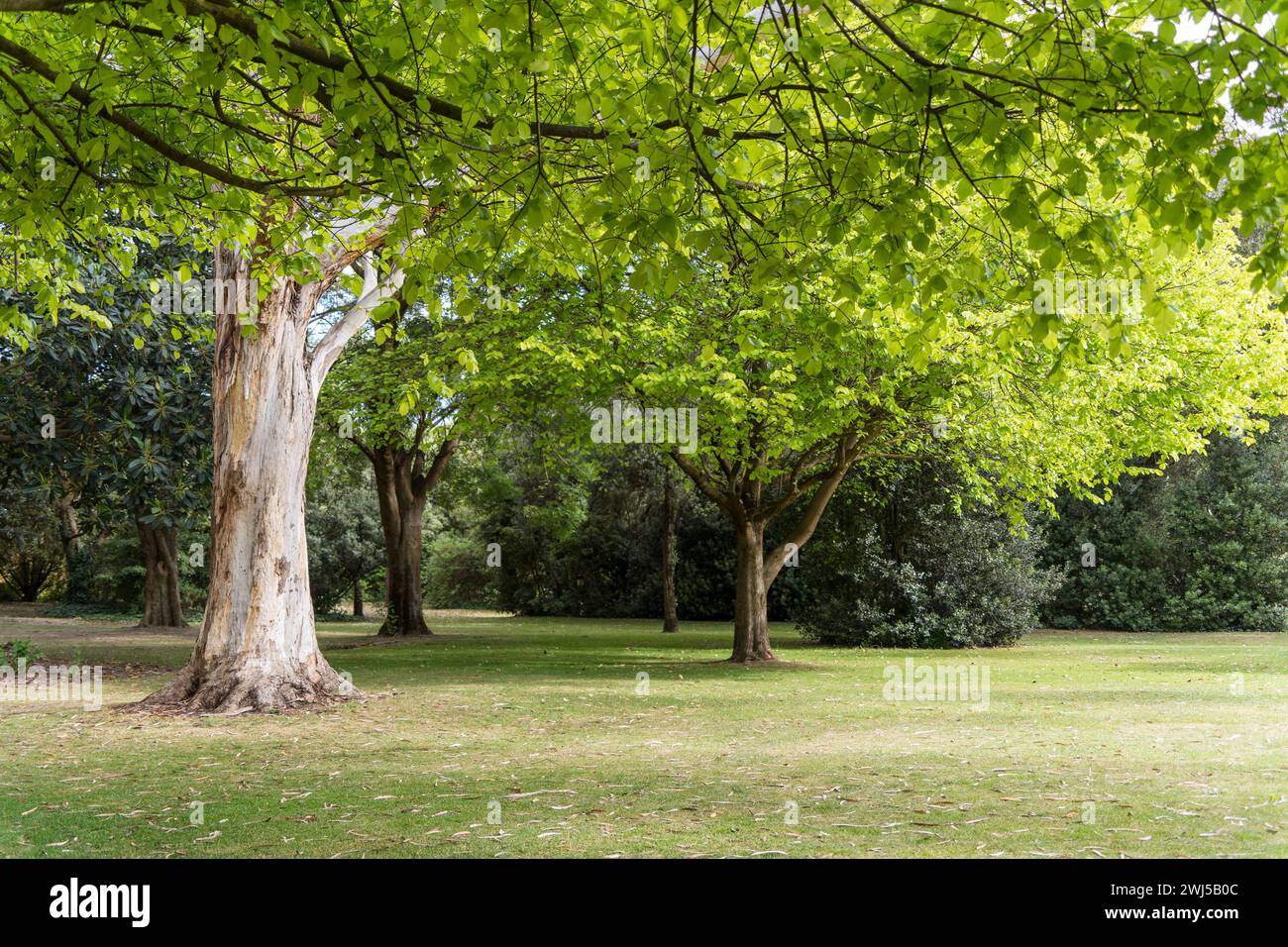 Splendido parco verde a Umpherston Sinkhole, Mount Gambier, Australia meridionale. Foto Stock
