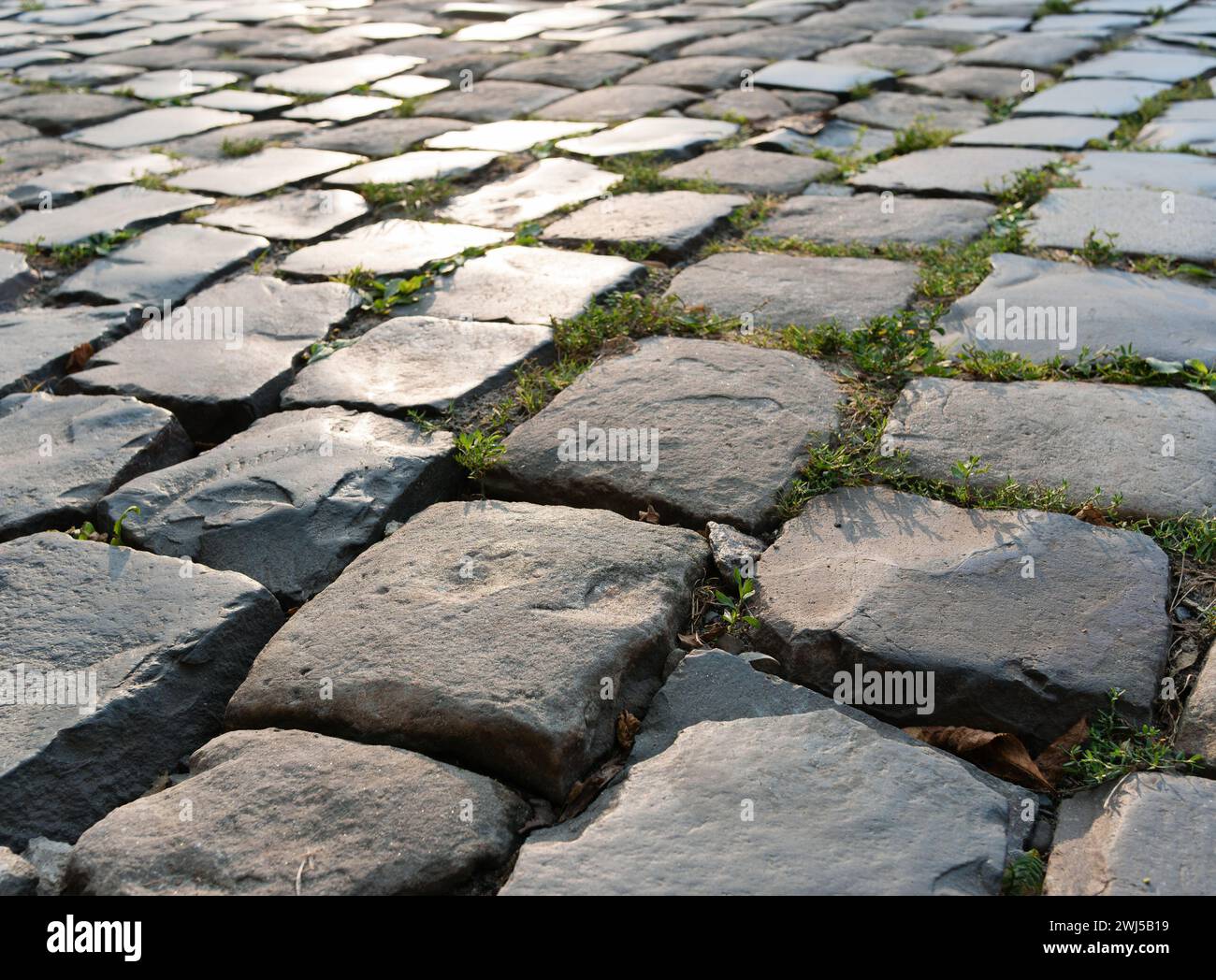Primo piano di pietre di pavimentazione che brillano al sole con erba germogliata nelle cuciture. Foto Stock