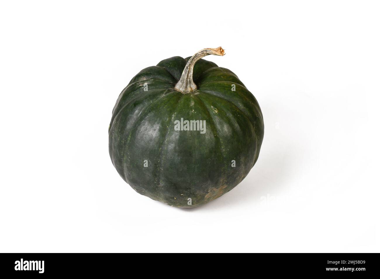 Squash a ghiande "Black Kat F1" con pelle verde scuro su sfondo bianco Foto Stock